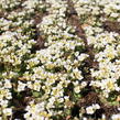 Huseník kavkazský 'Little Treasure White' - Arabis caucasica 'Little Treasure White'