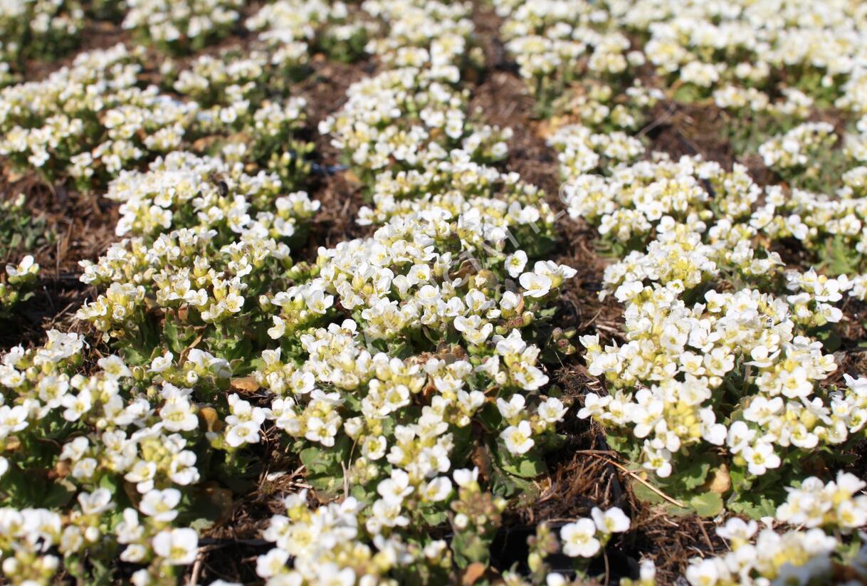 Huseník kavkazský 'Little Treasure White' - Arabis caucasica 'Little Treasure White'