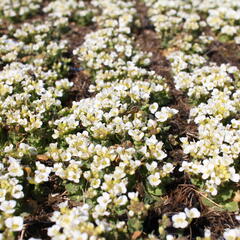 Huseník kavkazský 'Little Treasure White' - Arabis caucasica 'Little Treasure White'