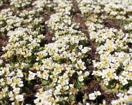 Huseník kavkazský 'Little Treasure White'