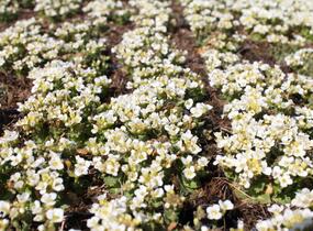 Huseník kavkazský 'Little Treasure White' - Arabis caucasica 'Little Treasure White'