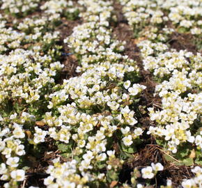 Huseník kavkazský 'Little Treasure White' - Arabis caucasica 'Little Treasure White'