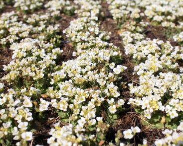 Huseník kavkazský 'Little Treasure White'