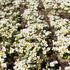 husenik-kavkazsky-little-treasure-white.jpg