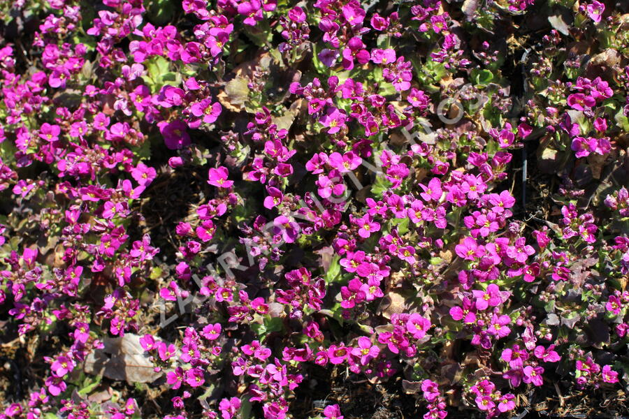 Huseník kavkazský 'Little Treasure Deep Rose' - Arabis caucasica 'Little Treasure Deep Rose'