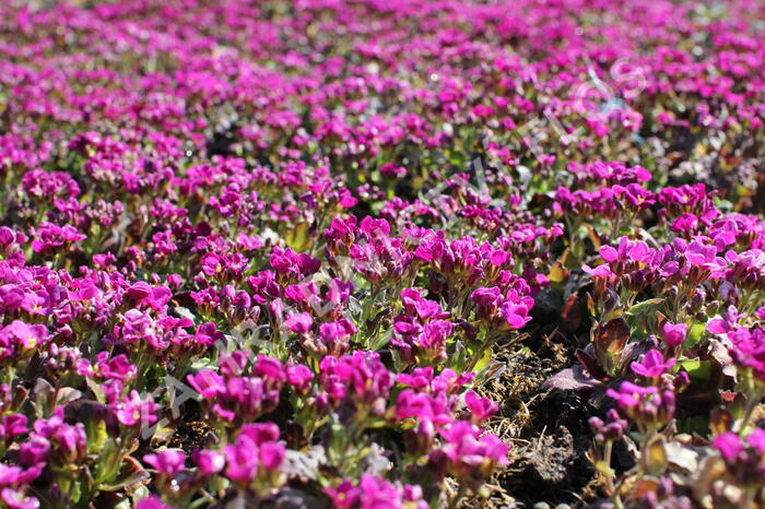 Huseník kavkazský 'Little Treasure Deep Rose' - Arabis caucasica 'Little Treasure Deep Rose'