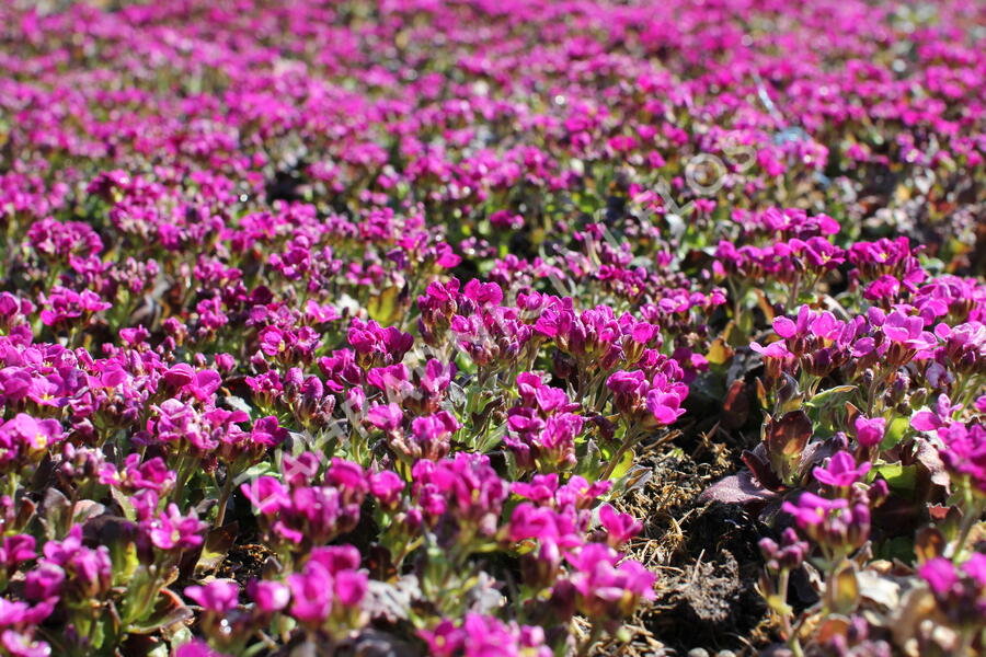 Huseník kavkazský 'Little Treasure Deep Rose' - Arabis caucasica 'Little Treasure Deep Rose'