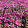 Huseník kavkazský 'Little Treasure Deep Rose' - Arabis caucasica 'Little Treasure Deep Rose'