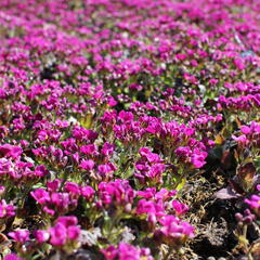 Huseník kavkazský 'Little Treasure Deep Rose' - Arabis caucasica 'Little Treasure Deep Rose'