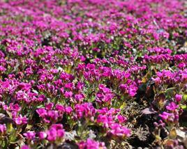 Huseník kavkazský 'Little Treasure Deep Rose'