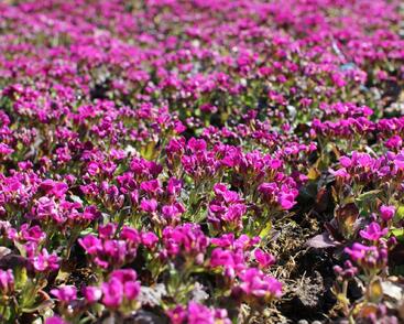 Huseník kavkazský 'Little Treasure Deep Rose'