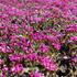 husenik-kavkazsky-little-treasure-deep-rose.jpg