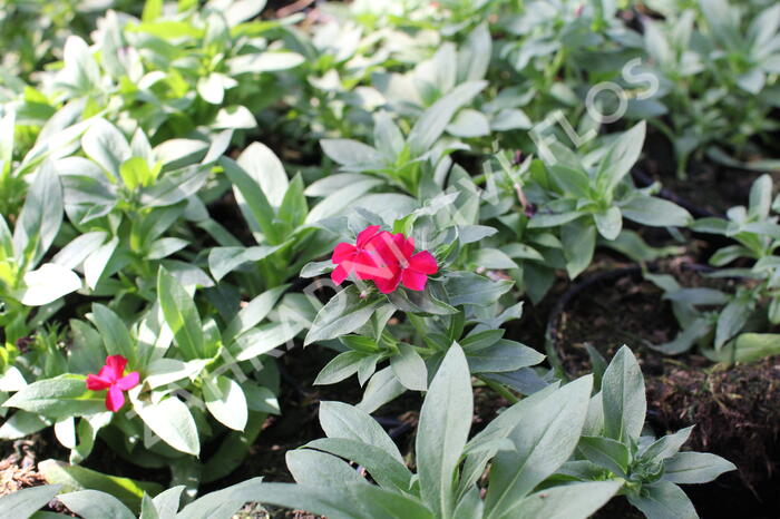 Plamenka drummondova 'Phloxstar Red' - Phlox drummondii 'Phloxstar Red'