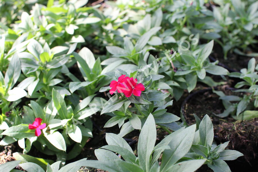 Plamenka drummondova 'Phloxstar Red' - Phlox drummondii 'Phloxstar Red'