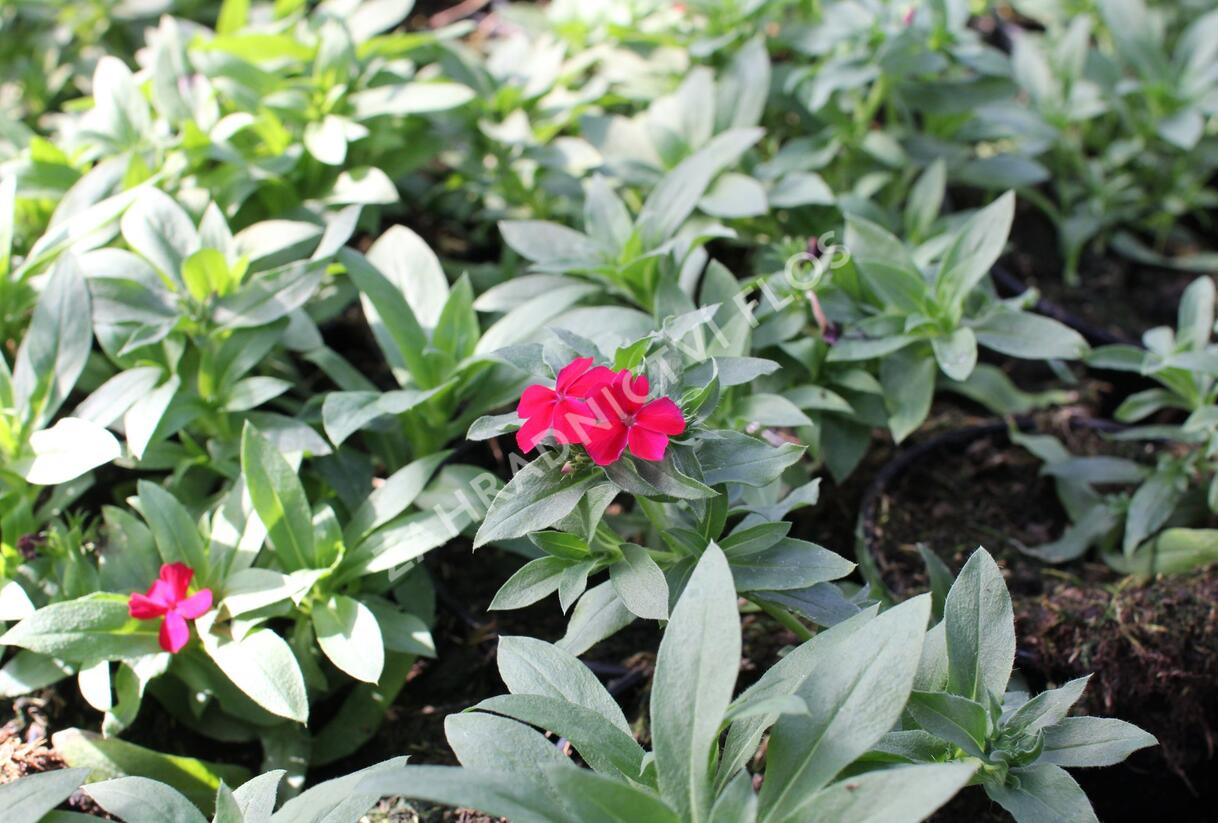 Plamenka drummondova 'Phloxstar Red' - Phlox drummondii 'Phloxstar Red'