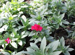 Plamenka drummondova 'Phloxstar Red' - Phlox drummondii 'Phloxstar Red'