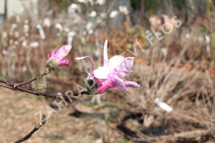 Šácholan hvězdokvětý 'Rosea' - Magnolia stellata 'Rosea'