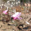 Šácholan hvězdokvětý 'Rosea' - Magnolia stellata 'Rosea'
