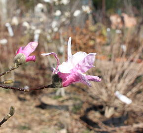 Šácholan hvězdokvětý 'Rosea' - Magnolia stellata 'Rosea'