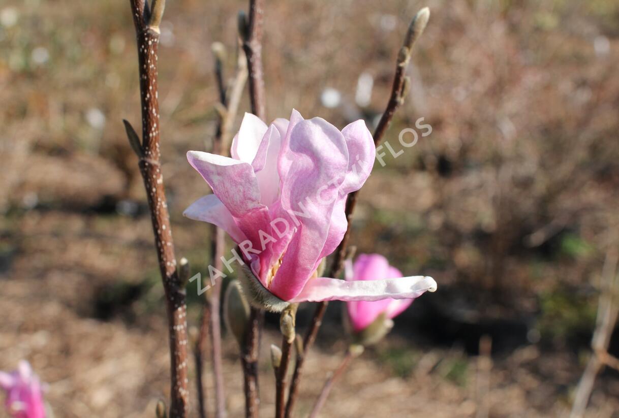 Šácholan Loebnerův 'Leonard Messel' - Magnolia loebneri 'Leonard Messel'