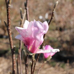 Šácholan Loebnerův 'Leonard Messel' - Magnolia loebneri 'Leonard Messel'