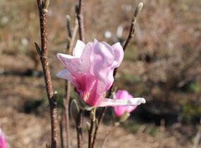 Šácholan Loebnerův 'Leonard Messel' - Magnolia loebneri 'Leonard Messel'