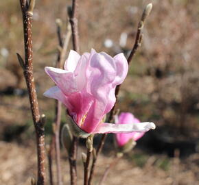 Šácholan Loebnerův 'Leonard Messel' - Magnolia loebneri 'Leonard Messel'