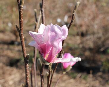 Šácholan Loebnerův 'Leonard Messel'