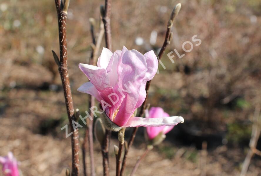 Šácholan Loebnerův 'Leonard Messel' - Magnolia loebneri 'Leonard Messel'