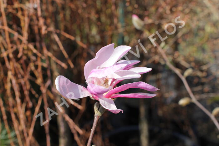 Šácholan hvězdokvětý 'Royal Star' - Magnolia stellata 'Royal Star'