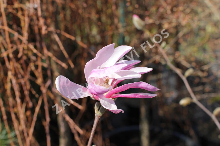 Šácholan hvězdokvětý 'Royal Star' - Magnolia stellata 'Royal Star'