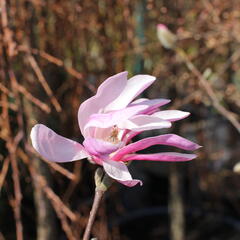 Šácholan hvězdokvětý 'Royal Star' - Magnolia stellata 'Royal Star'