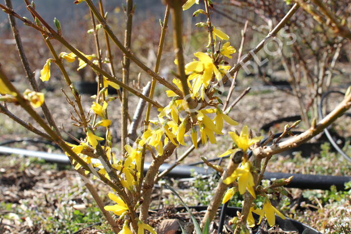 Zlatice prostřední, zlatý déšť 'Lynwood' - Forsythia intermedia 'Lynwood'