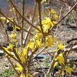 Zlatice prostřední, zlatý déšť 'Lynwood' - Forsythia intermedia 'Lynwood'