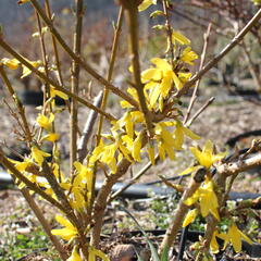 Zlatice prostřední, zlatý déšť 'Lynwood' - Forsythia intermedia 'Lynwood'