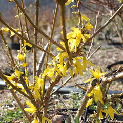 Zlatice prostřední 'Lynwood' - Forsythia intermedia 'Lynwood'