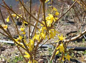 Zlatice prostřední, zlatý déšť 'Lynwood' - Forsythia intermedia 'Lynwood'