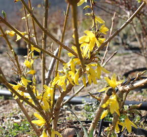 Zlatice prostřední, zlatý déšť 'Lynwood' - Forsythia intermedia 'Lynwood'
