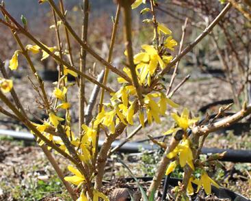 Zlatice prostřední, zlatý déšť 'Lynwood'