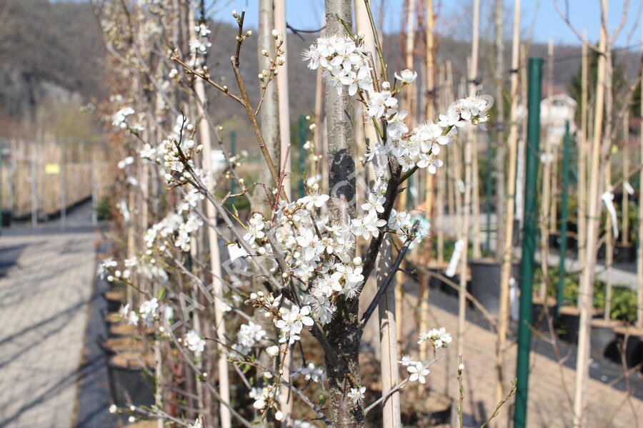 Slivoň myrobalán - Prunus cerasifera