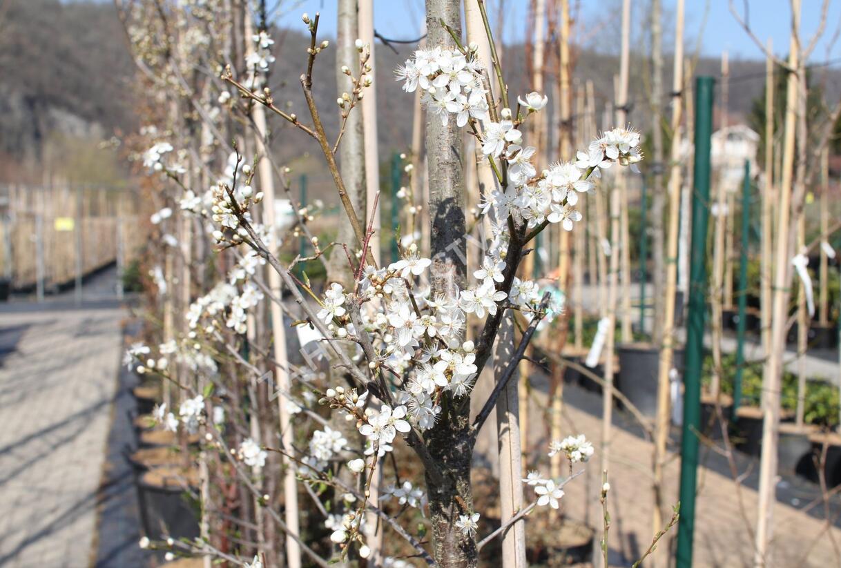 Slivoň myrobalán - Prunus cerasifera