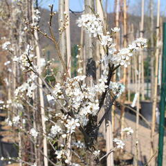 Slivoň myrobalán - Prunus cerasifera