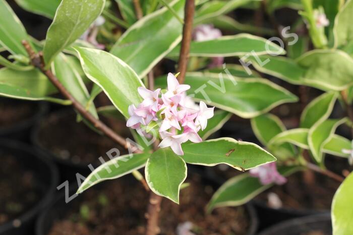 Lýkovec 'Aureomarginata' - Daphne odora 'Aureomarginata'
