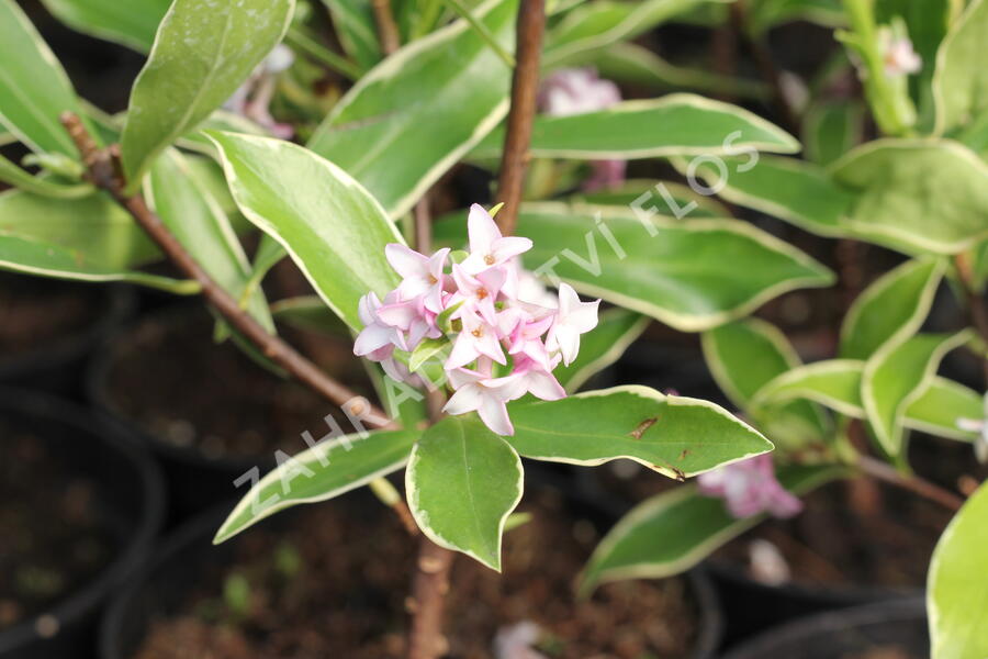 Lýkovec 'Aureomarginata' - Daphne odora 'Aureomarginata'