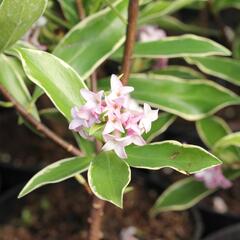 Lýkovec 'Aureomarginata' - Daphne odora 'Aureomarginata'