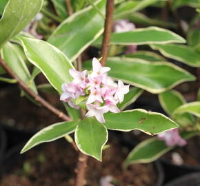 Lýkovec 'Aureomarginata' - Daphne odora 'Aureomarginata'