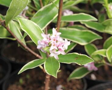 Lýkovec 'Aureomarginata'