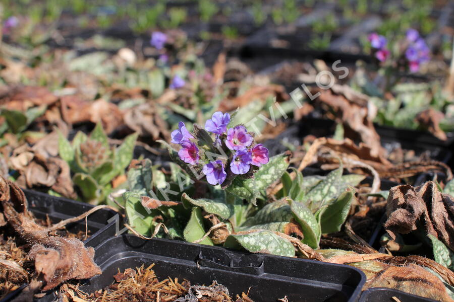 Plicník 'Trevi Fountains' - Pulmonaria hybrida 'Trevi Fountains'