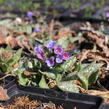 Plicník 'Trevi Fountains' - Pulmonaria hybrida 'Trevi Fountains'