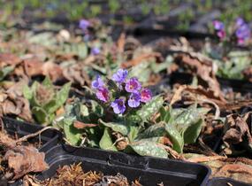 Plicník 'Trevi Fountains' - Pulmonaria hybrida 'Trevi Fountains'